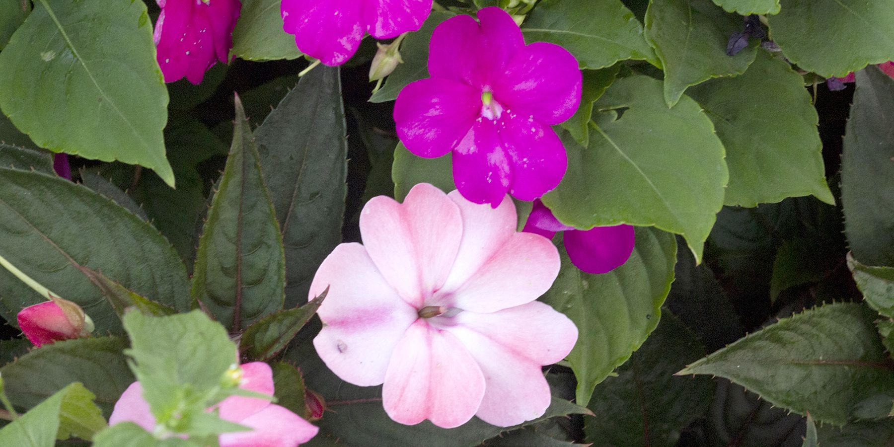 The Splitting of the Impatiens