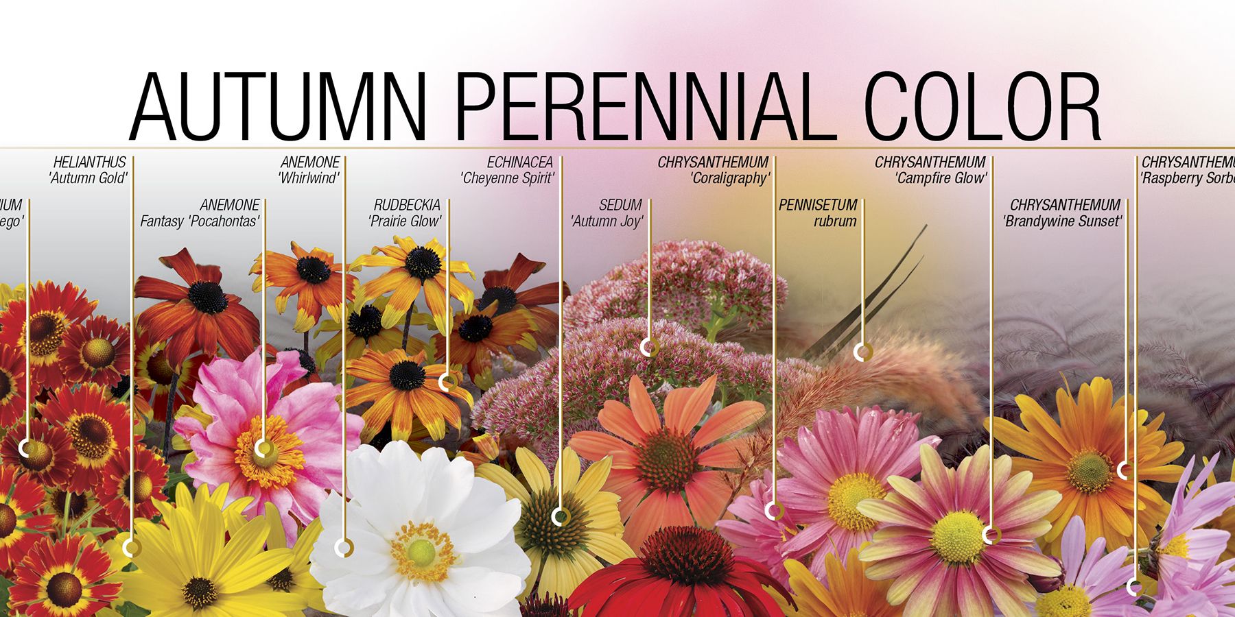 Autumn Perennial Color