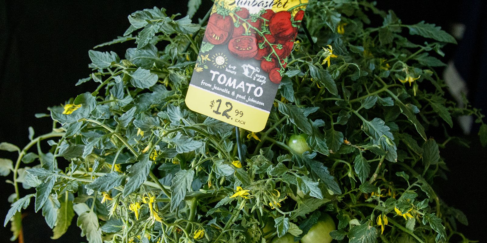 Trialing Edible Baskets