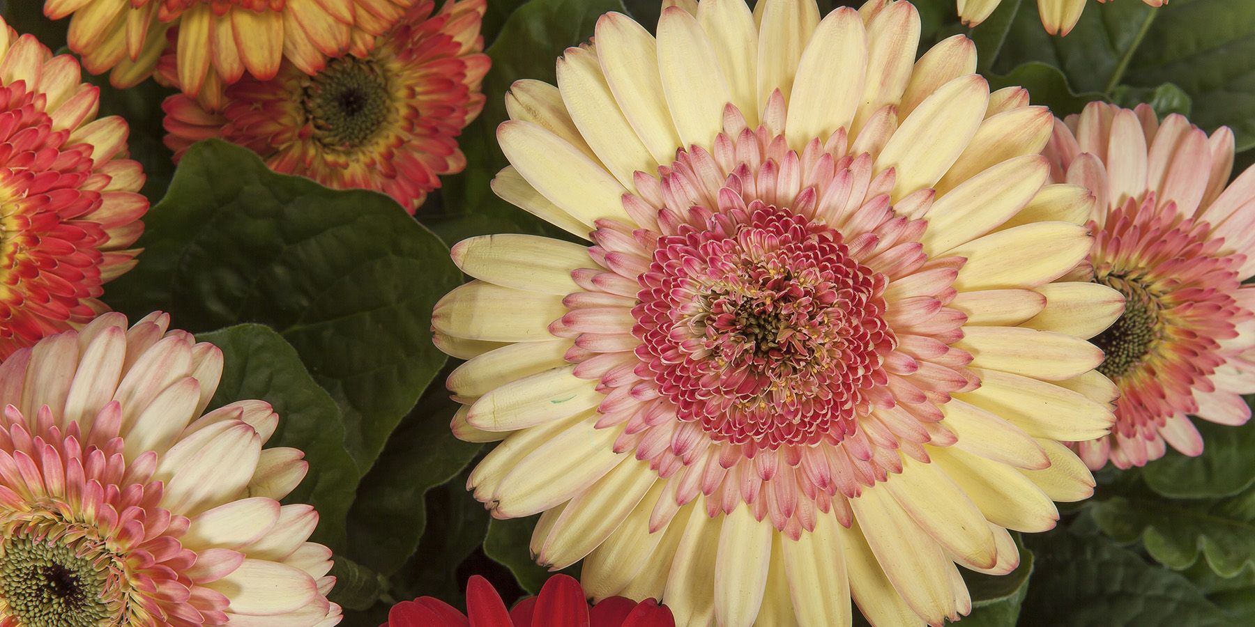 Cartwheel Strawberry Twist Gerberas