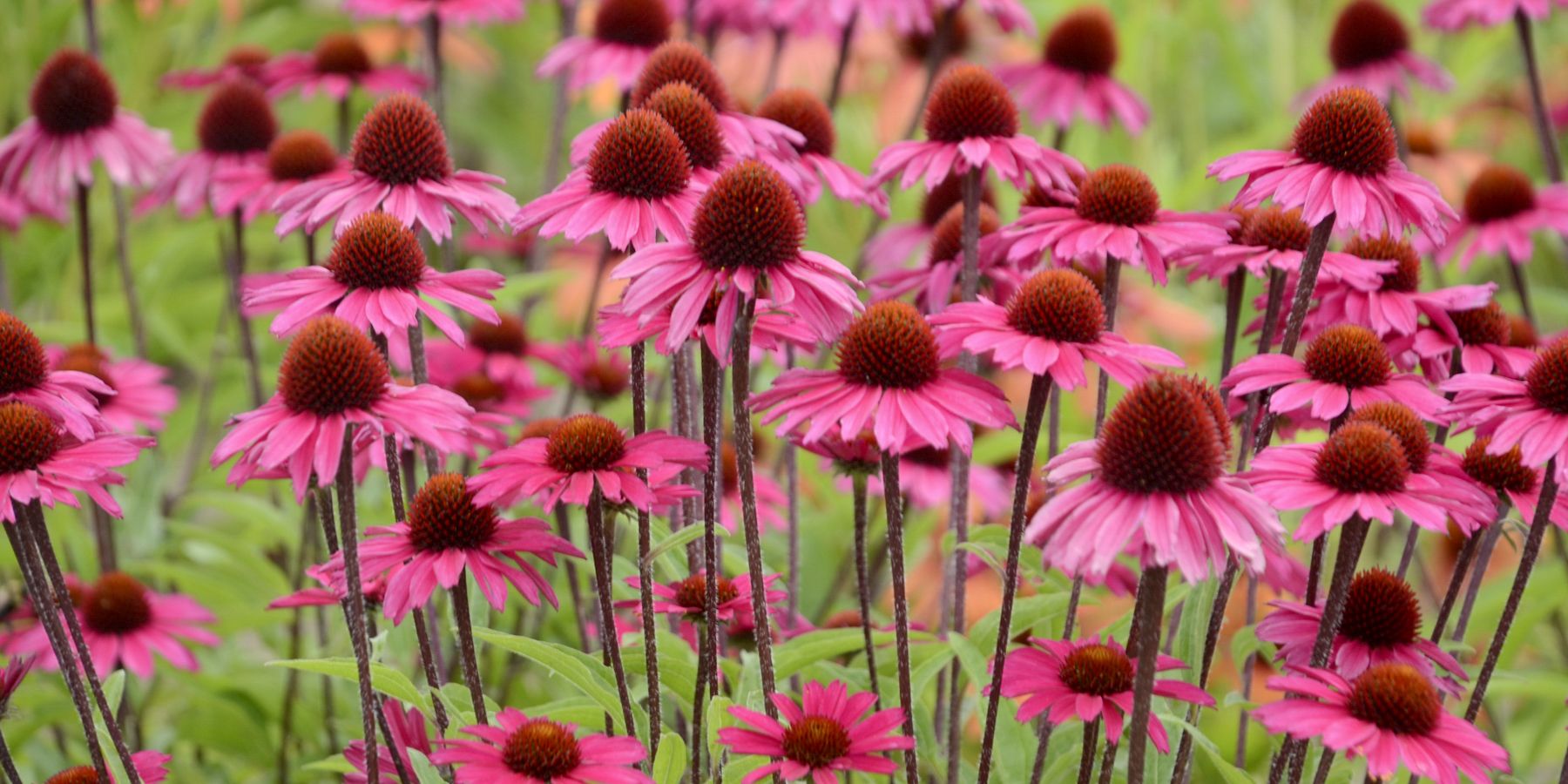 The Echinacea Renaissance