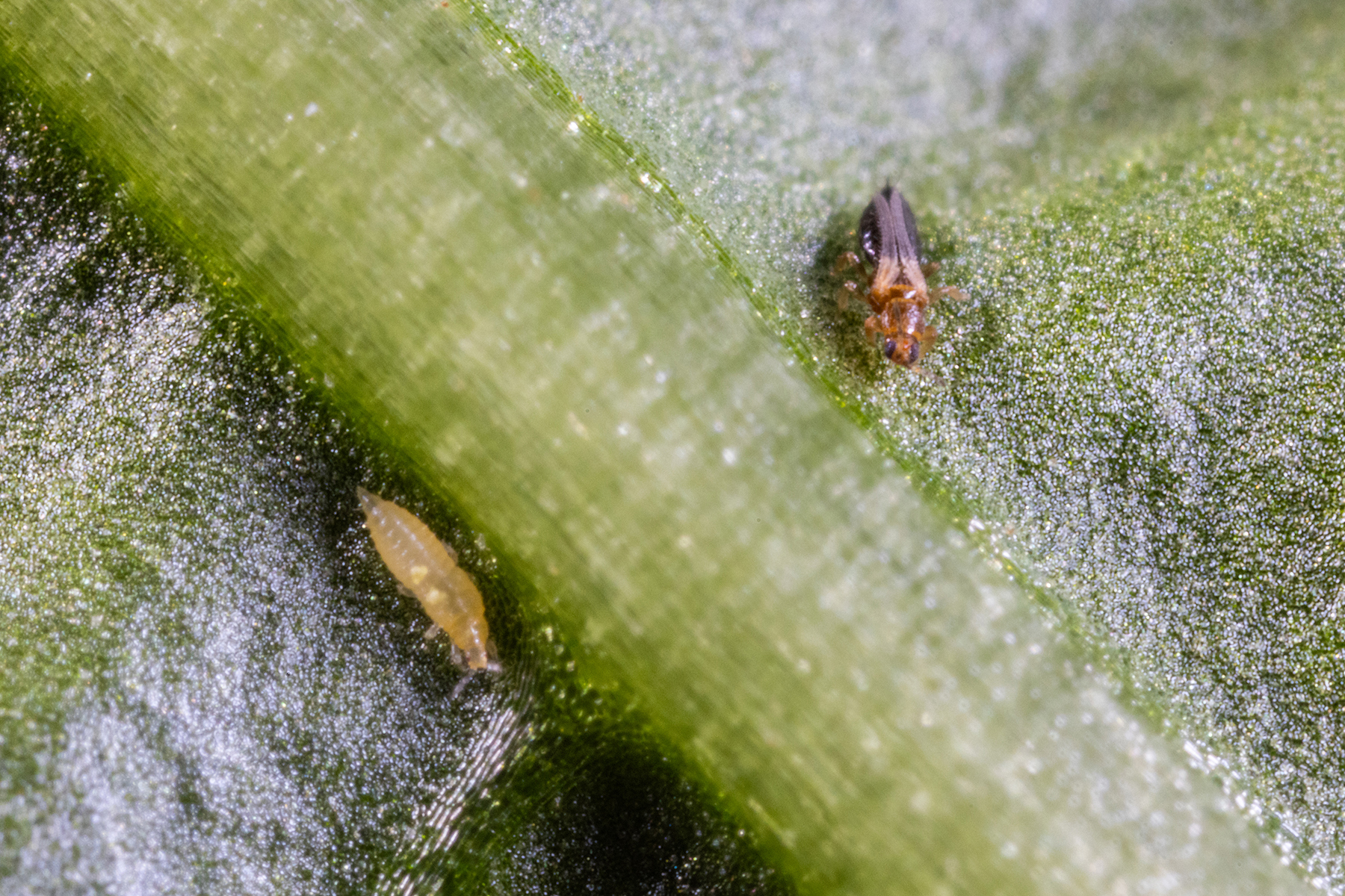 Thrips parvispinus Update