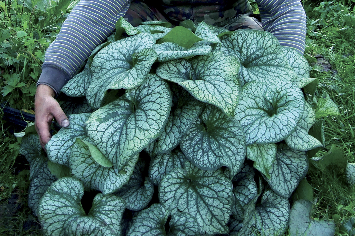 BRU Alexanders Great 1