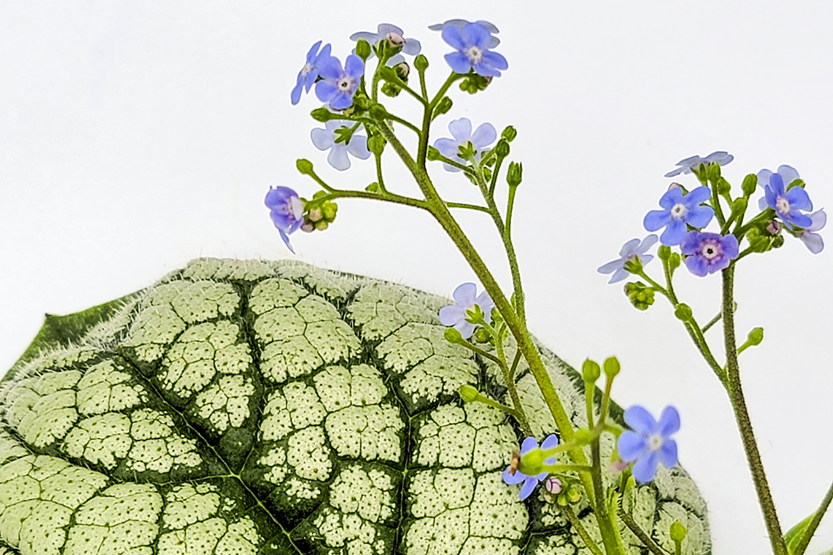 The Modern Brunnera