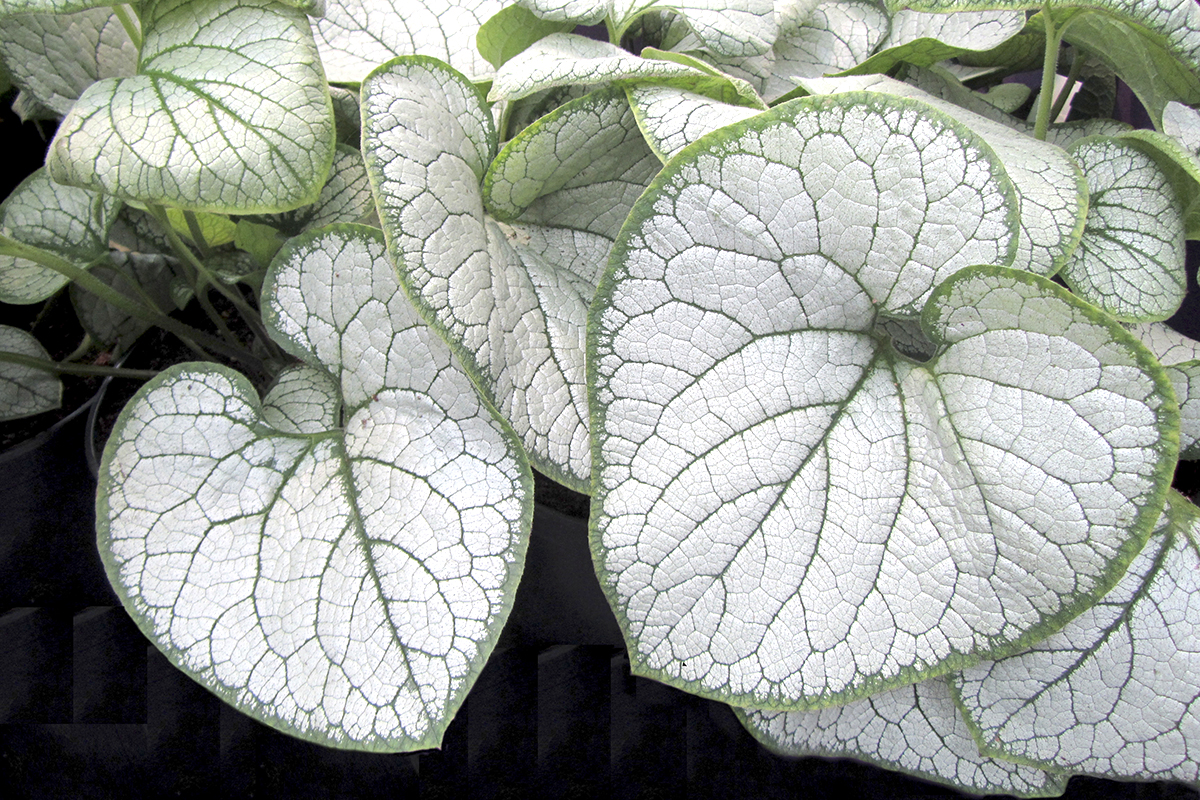 Permafrost Brunnera macrophylla Color Code: 7494c, 5753cDARWIN 2024, #BRUN 110Foliage, TC07.12.22 West Chicago, Mark WidhalmJob: 22427536BRUN-110_01.JPGBRU22-30123.JPG
