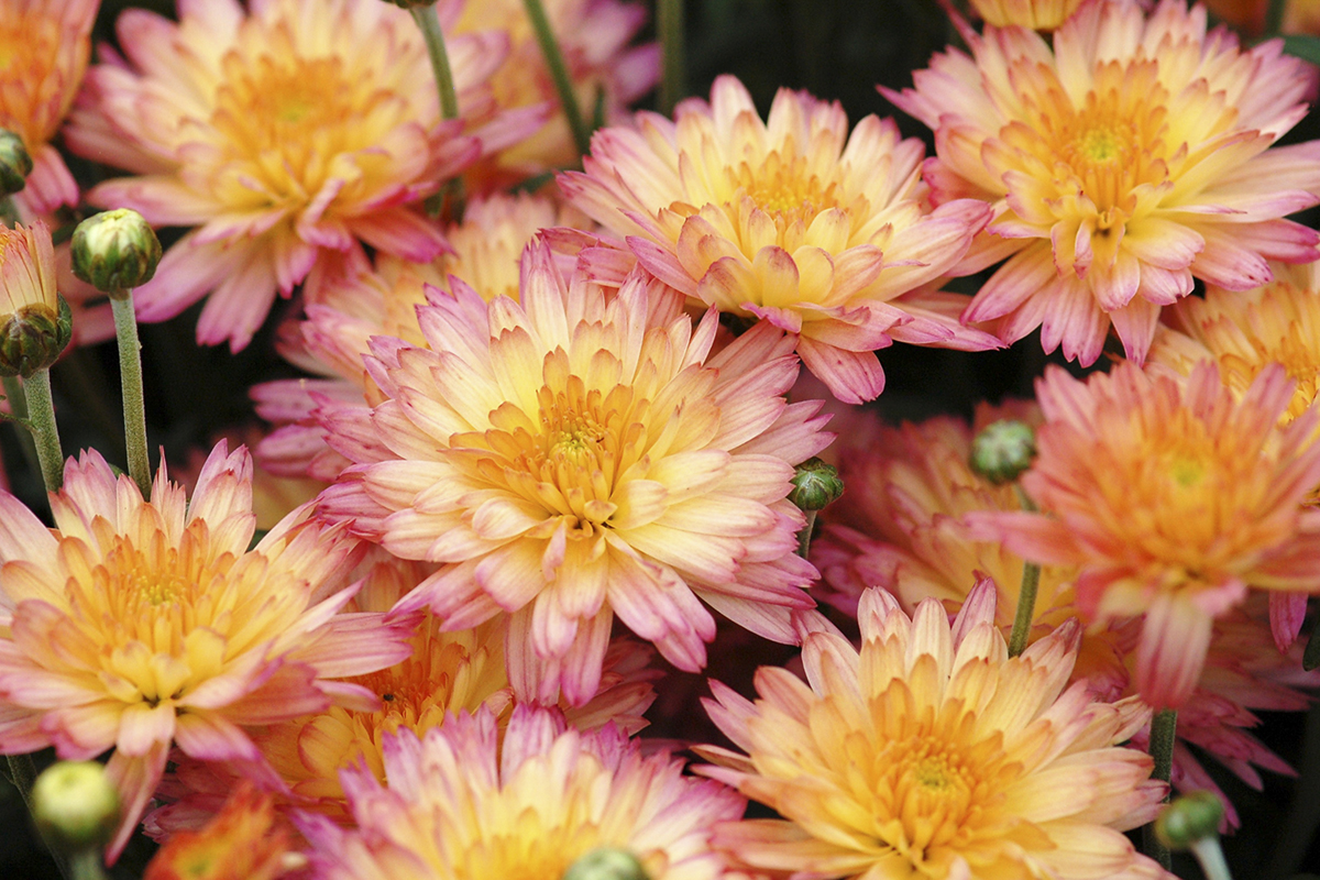 Flamingo Pineapple Garden MumPatent Information: PP23,484Color Code: 230c-115cBall Seed 2013, BSCBloom detailPhoto:  Ed Higgins 2012?FlamingoPineapple_DSC_3533.JPGMUM13-16496.JPG