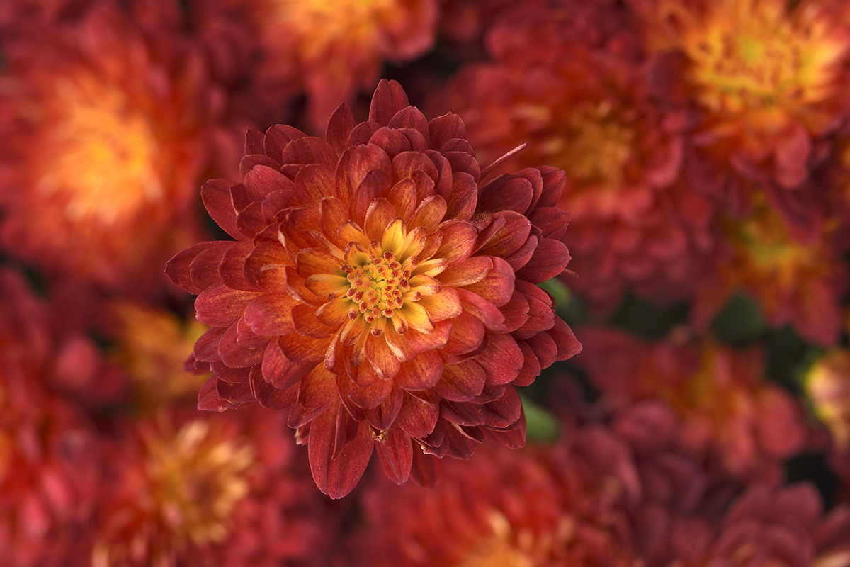 Metrona Bronze Garden MumColor Code: 7427c-7408cBSC 2025, #19-092009Bloom, Vegetative10.23 West Chicago, Mark WidhalmJob: 2465260619-092009_01.JPGMUM23-31563.JPG
