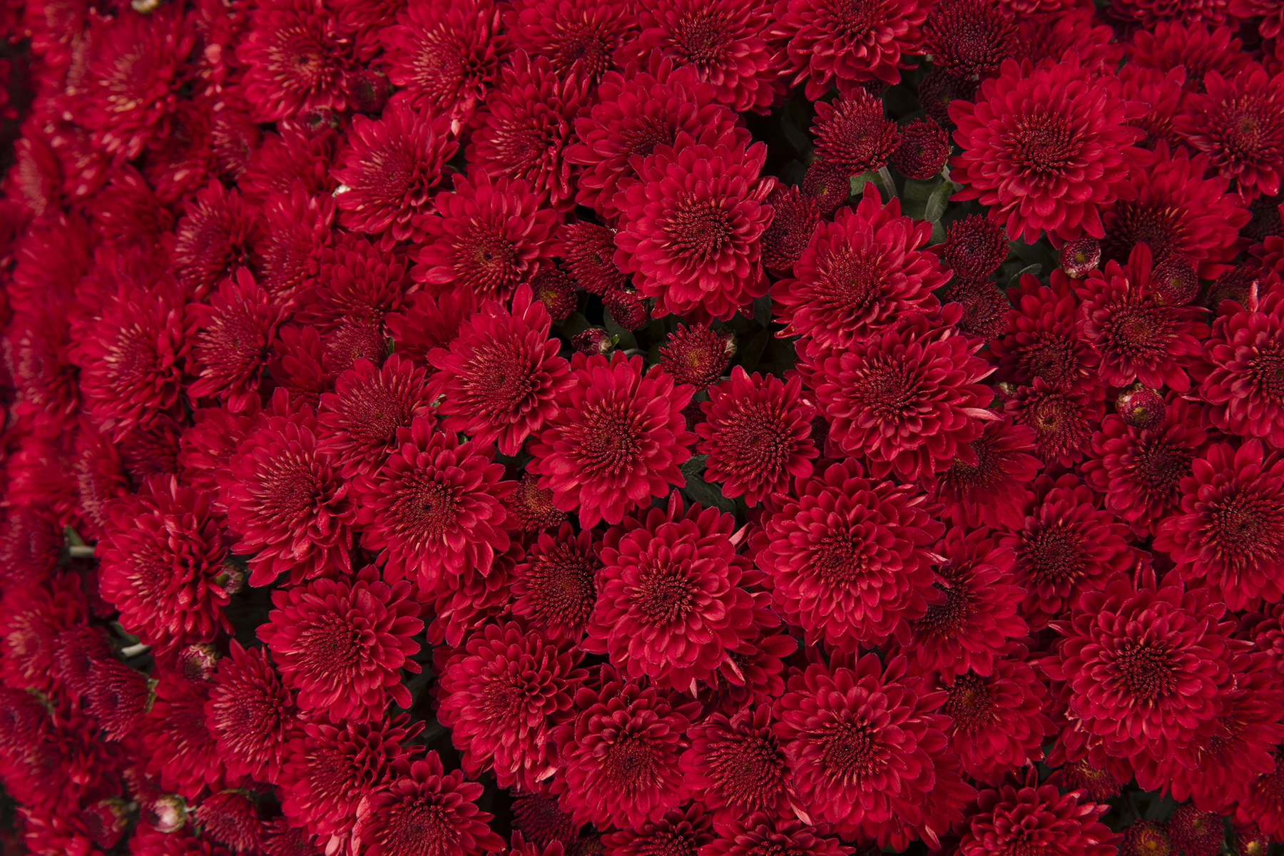The Significance of Selena Red