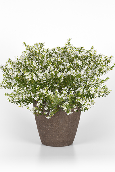 Enchantia White CupheaColor Code: WhiteBFP 2025, #222083Gallon Pot On Sweep, Vegetative05.23 Arroyo Grande, Mark WidhalmJob: 23504228CUPH-222083_02.JPGCUP23-31077_AL_CC.jpgReplacement