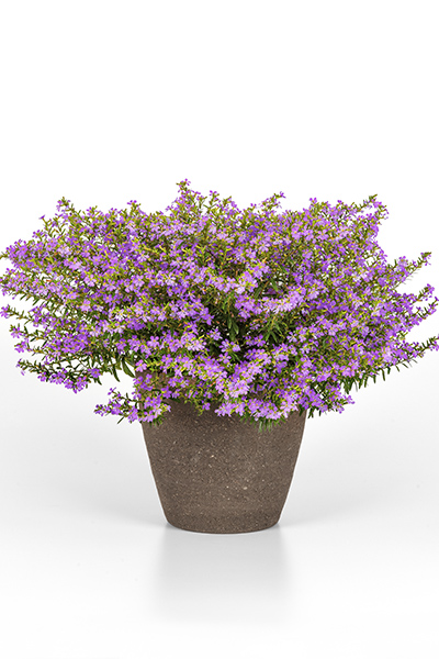 Enchantia Lavender CupheaColor Code: 2572cBFP 2025, #222090Gallon Pot On Sweep, Vegetative05.23 Arroyo Grande, Mark WidhalmJob: 23504228CUPH-222090_02.JPGCUP23-31081_CC.jpg