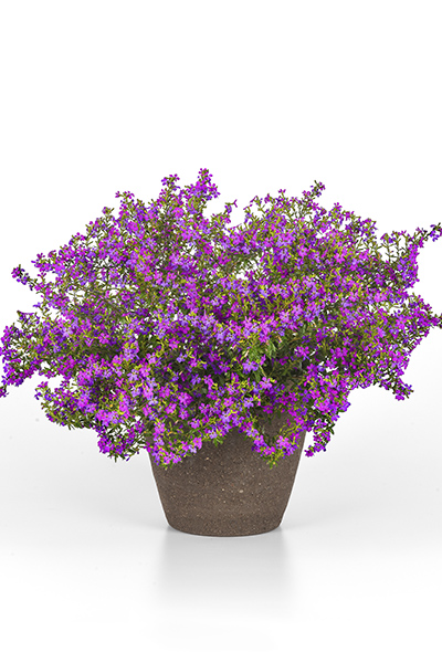 Enchantia Purple CupheaColor Code: 252c, 2583cBFP 2025, #222084Gallon Pot On Sweep, Vegetative05.23 Arroyo Grande, Mark WidhalmJob: 23504228CUPH-222084_02.JPGCUP23-31079_CC.jpg