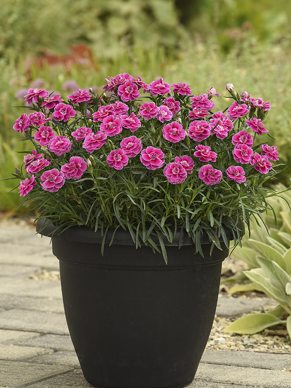 Capitán Magnifica Dianthus2025 AAS winnerSelecta 2024 Setting, Vegetative08.09.23 West Chicago, Mark WidhalmJob: 23498601CapitanMagnificaDianthus.JPGDIA23-31356.JPG