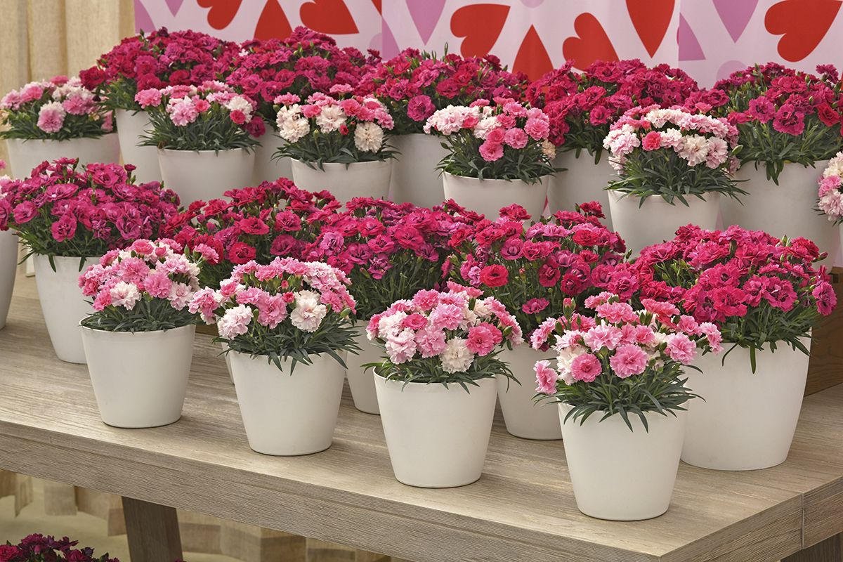 Clearing the Clutter Among Dianthus