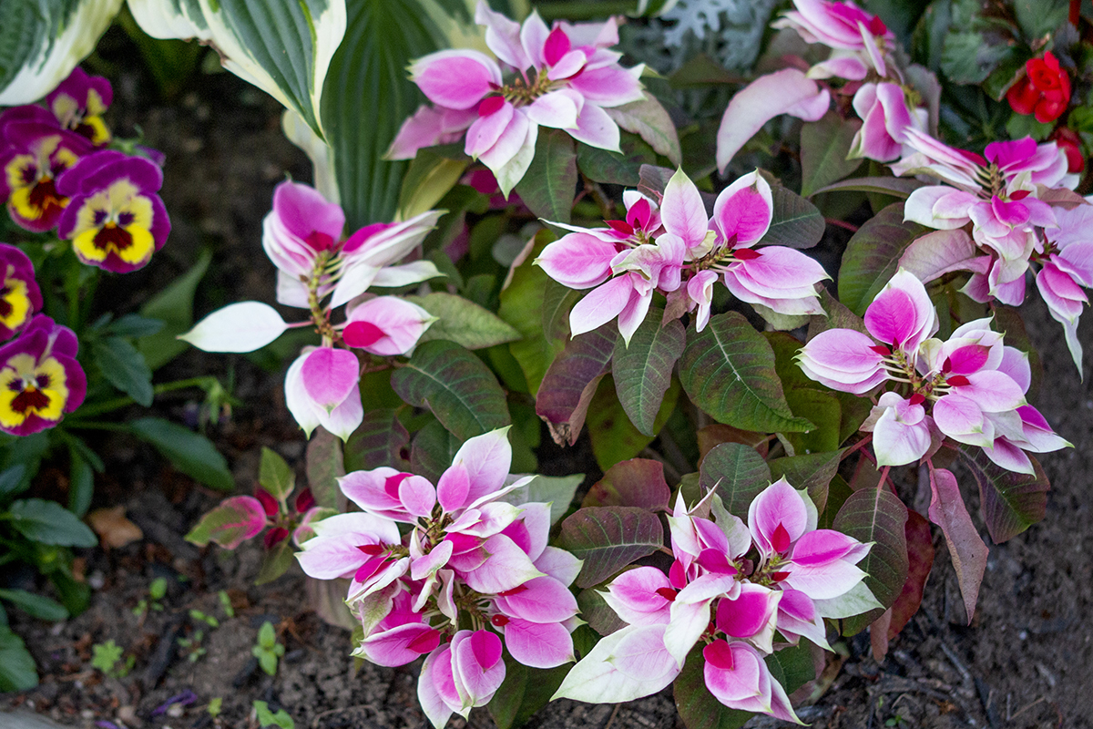 Poinsettias as Winter Houseplants