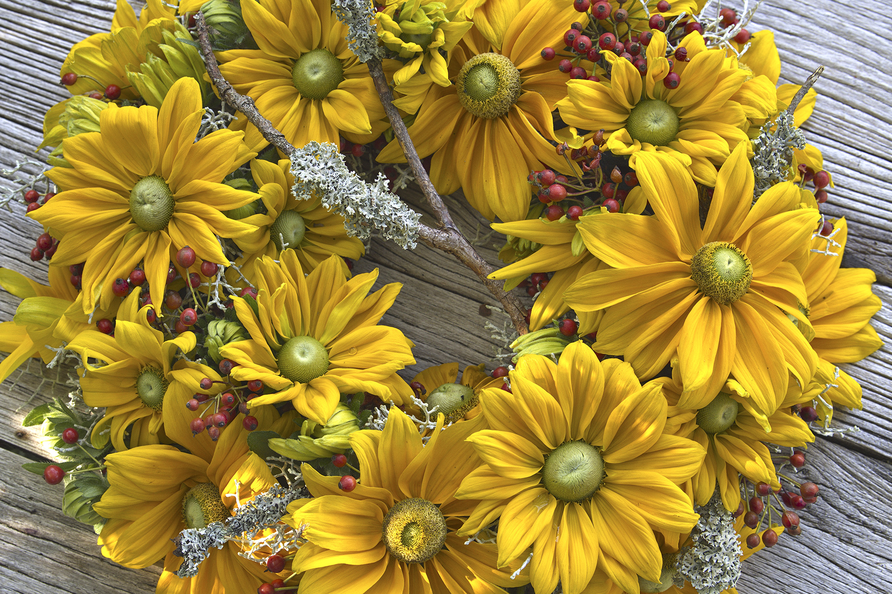 Early Autumn Trends With Rudbeckia hirta