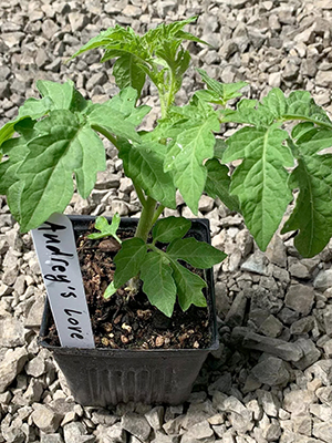 LYC Dwarf Audreys Love 002