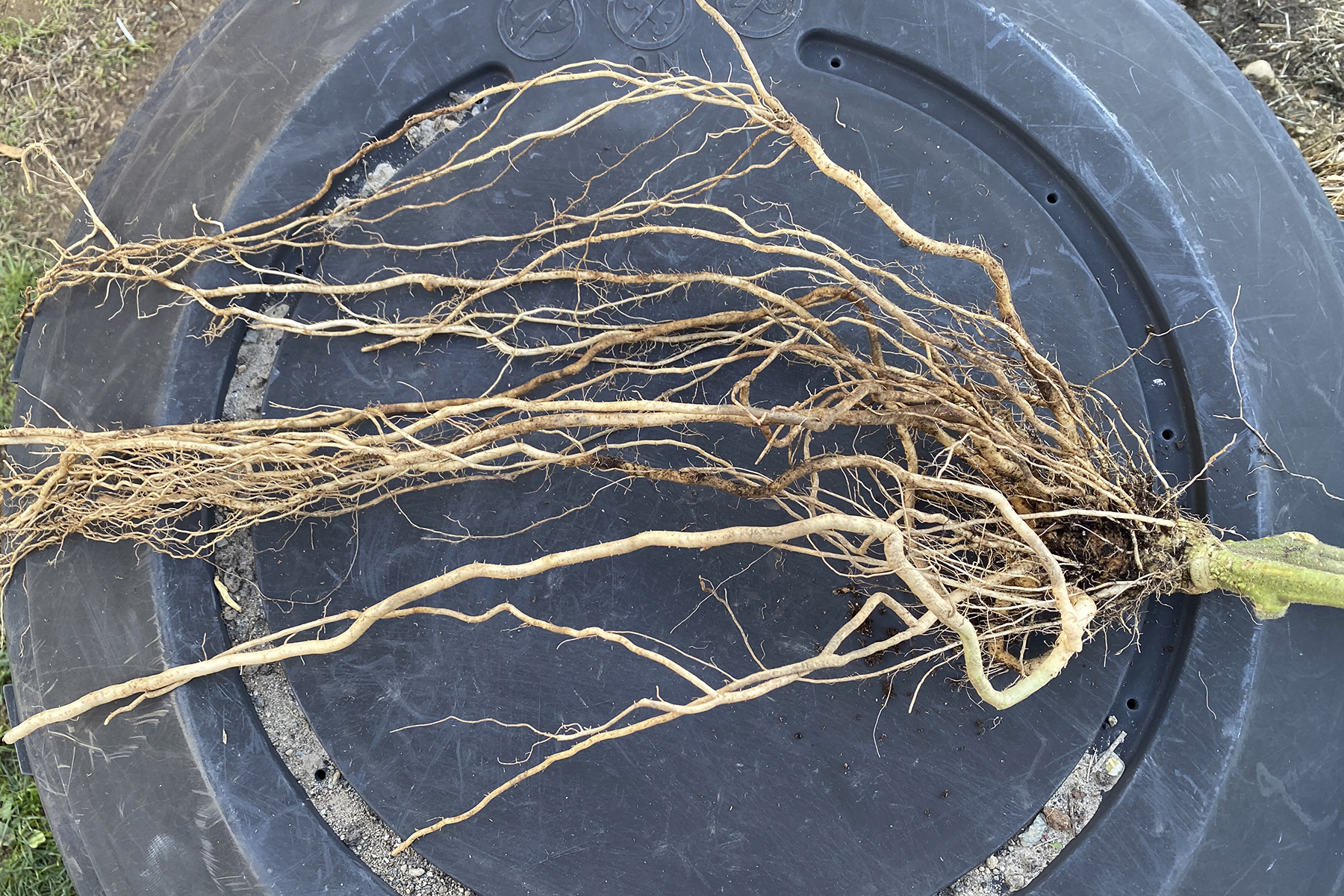 LYC Love Gourmansun Sunrise 4