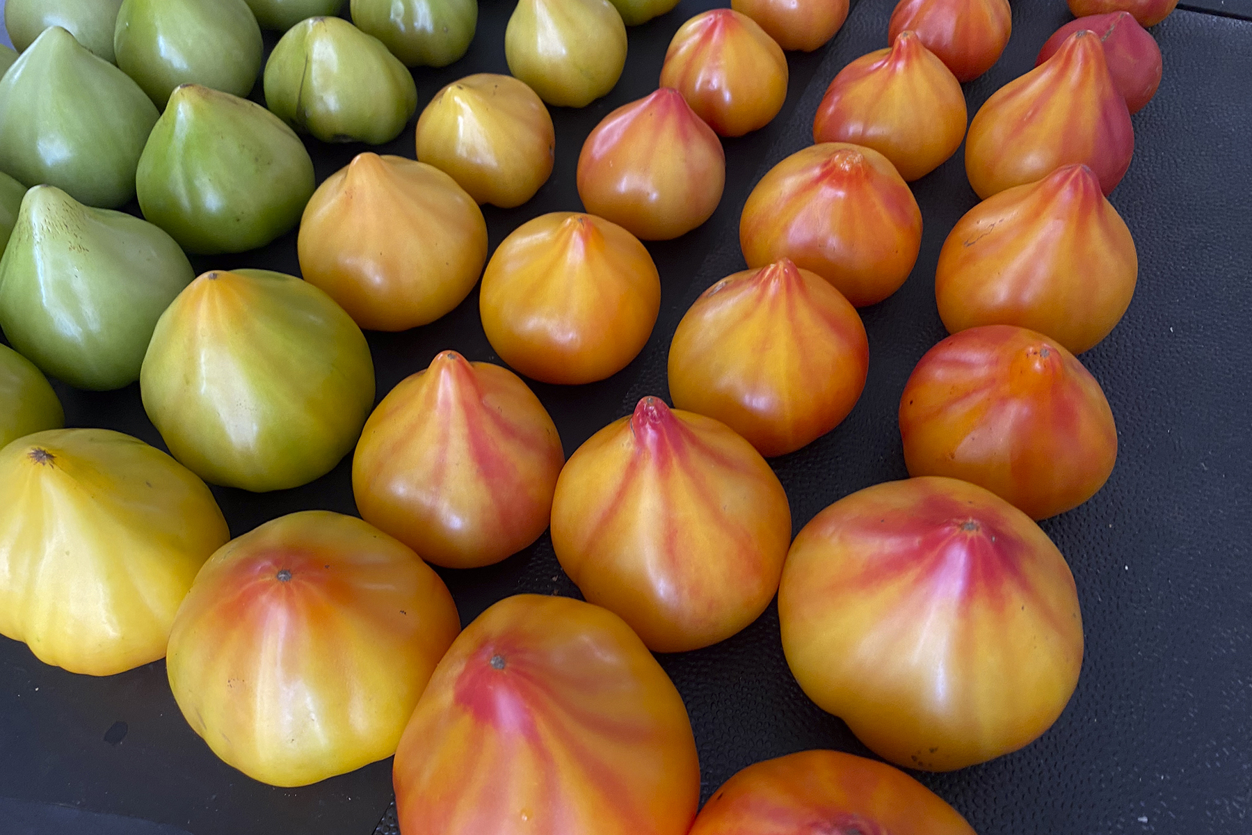 LYC Love Gourmansun Sunrise 7