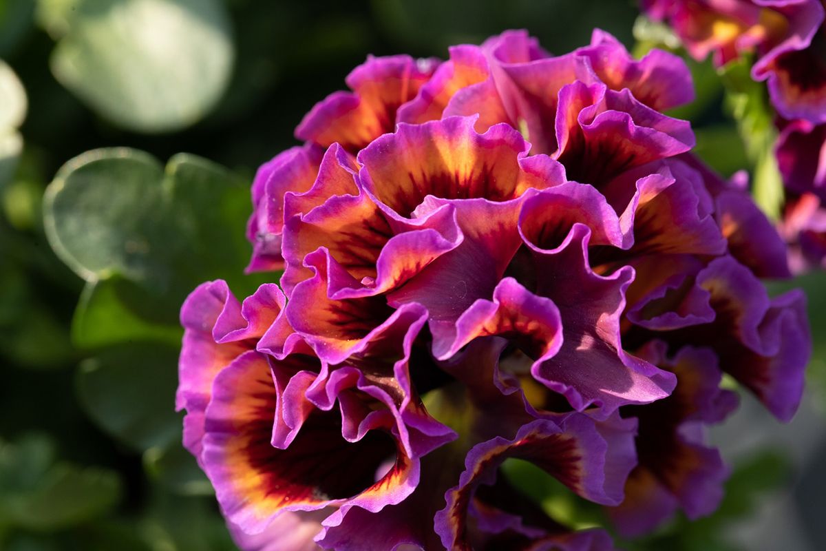 The Buzz on Elegance