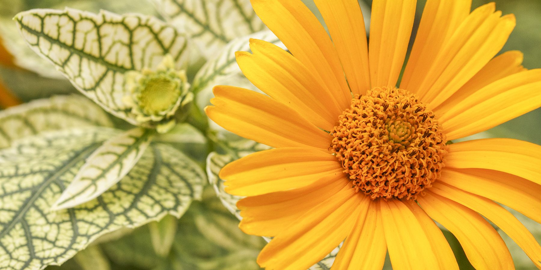 Ideas on Decor Perennials