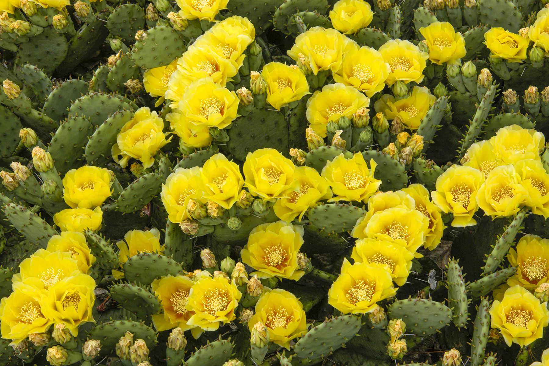 The Surprise Behind Prickly Pear