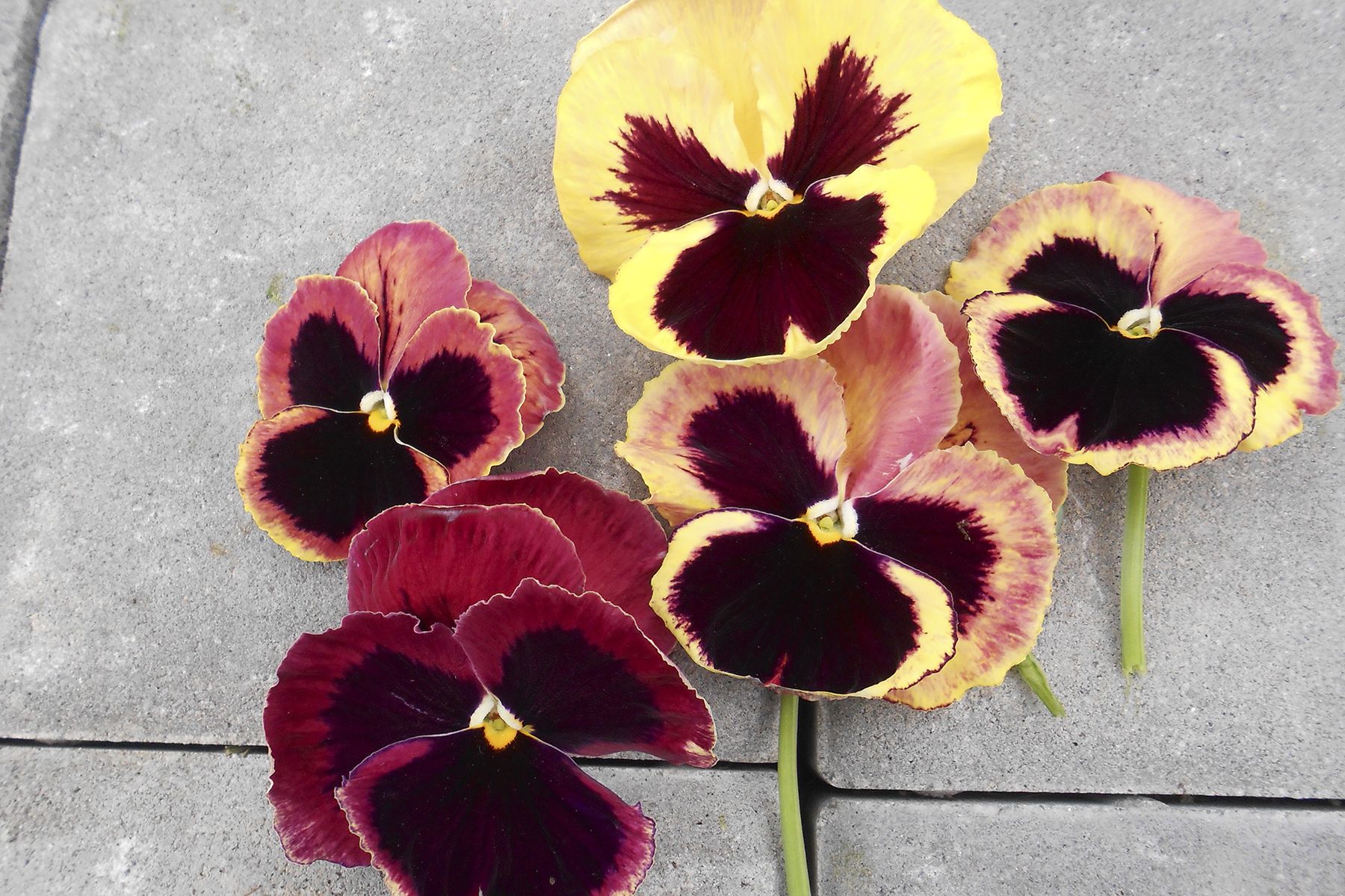 Dappled Pansies—The Other Superlook