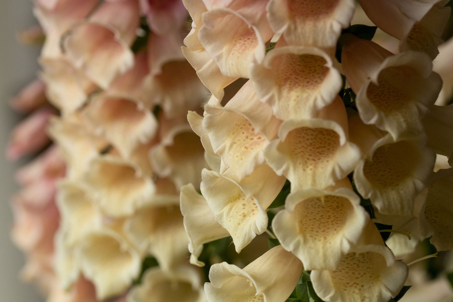 Walking Through Digitalis with Kube-Pak