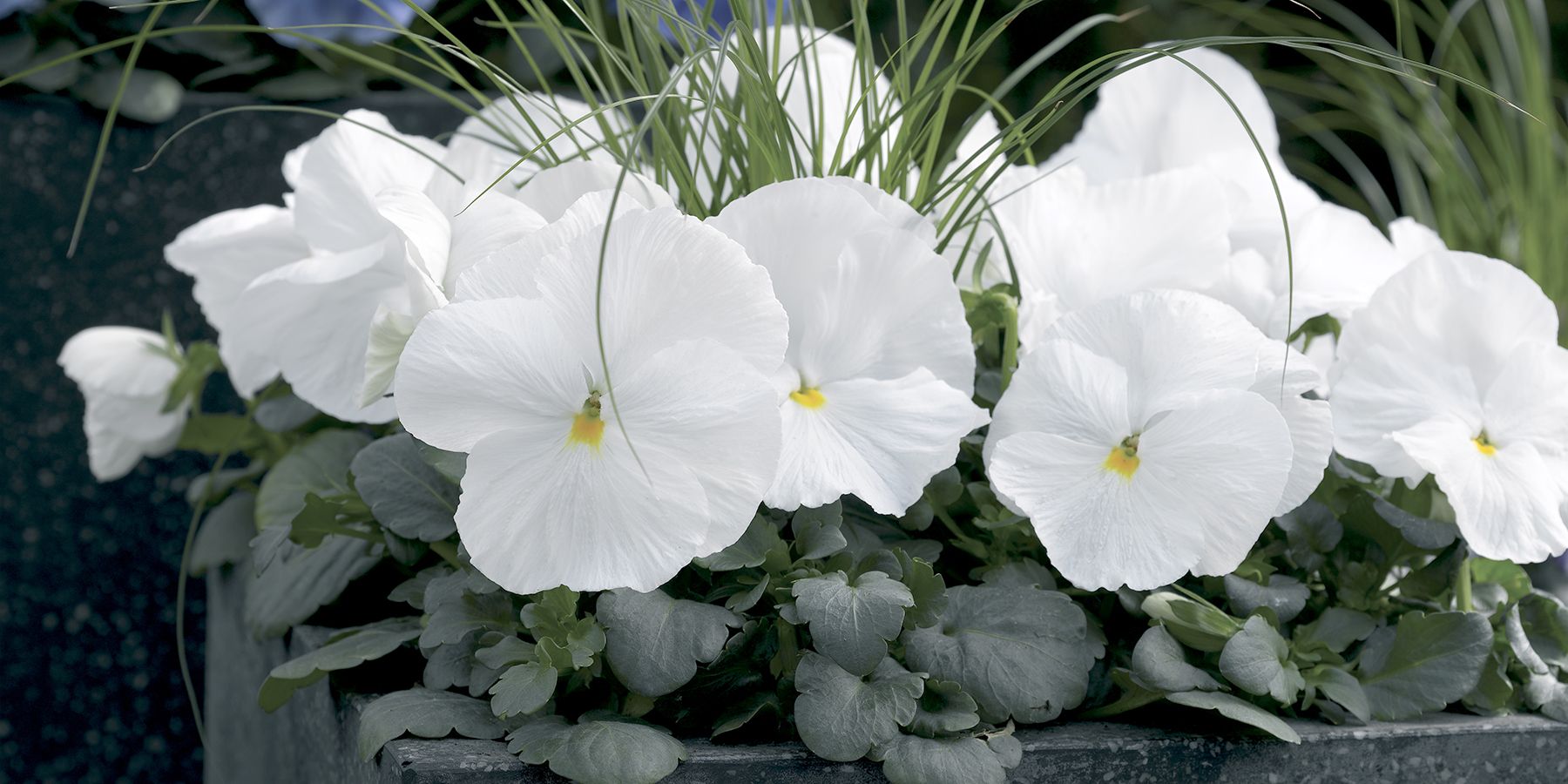 The Pansy Toolboxes