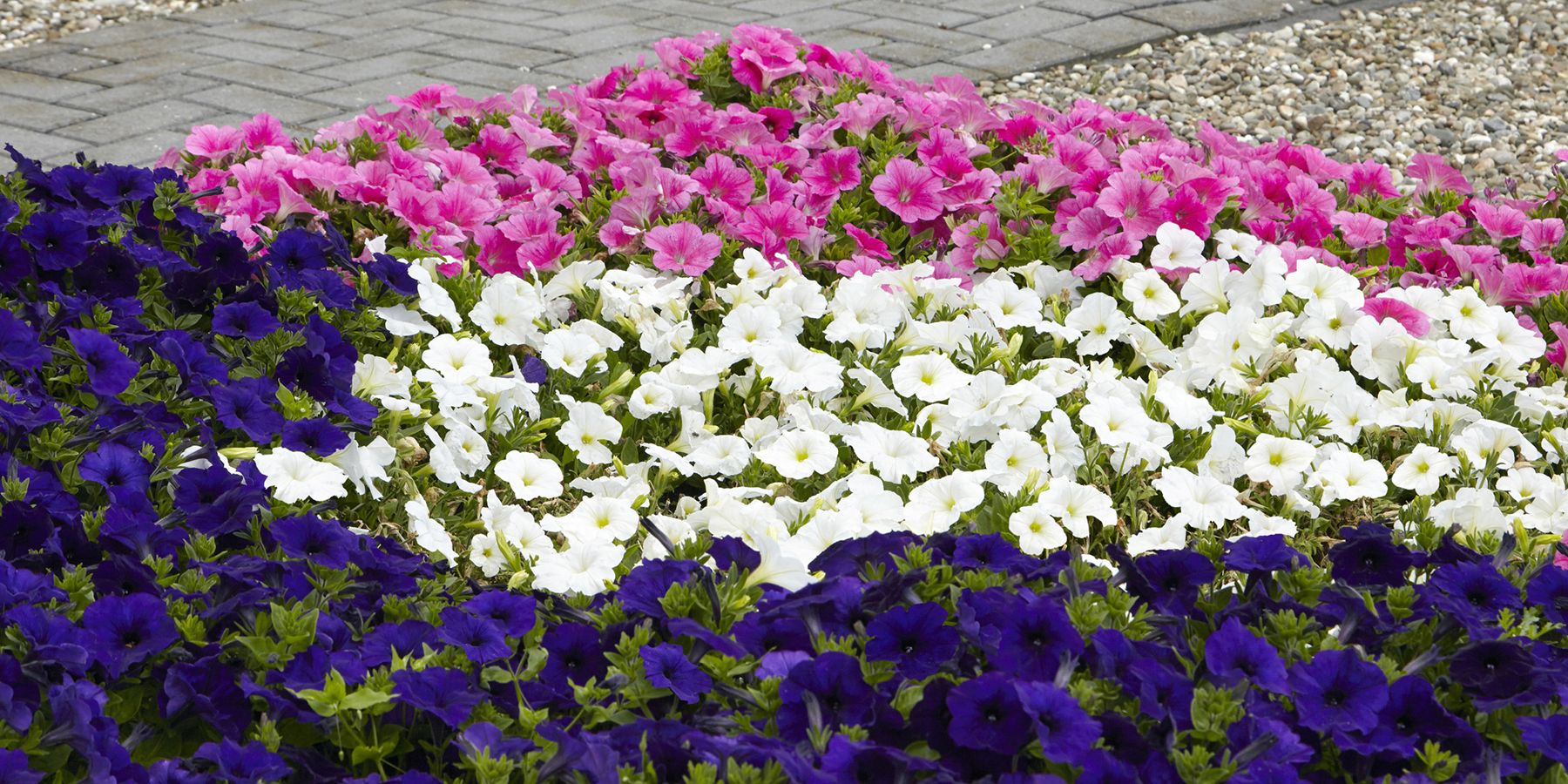 Decoding the E3 Petunia