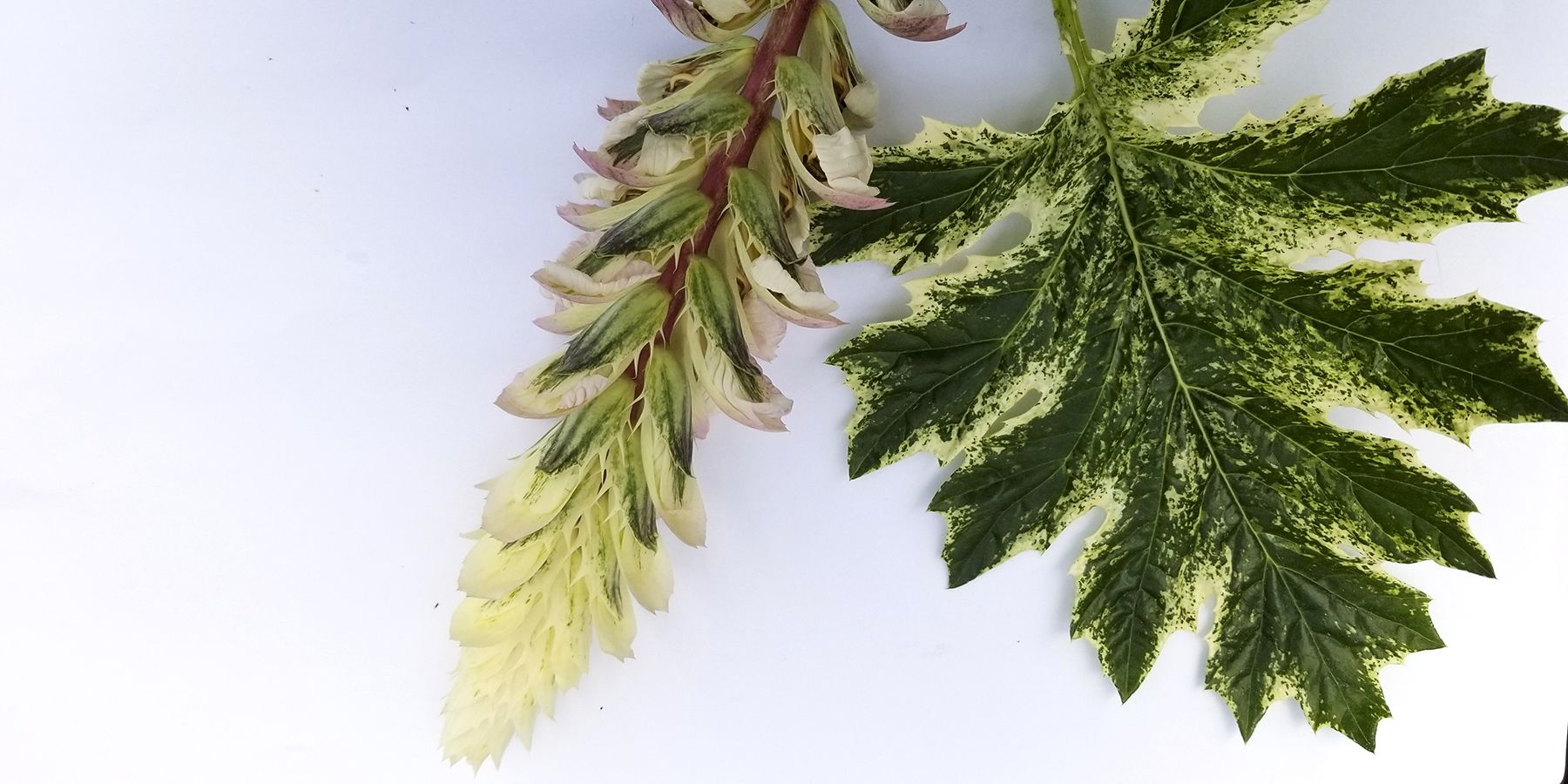 Signaling with Acanthus