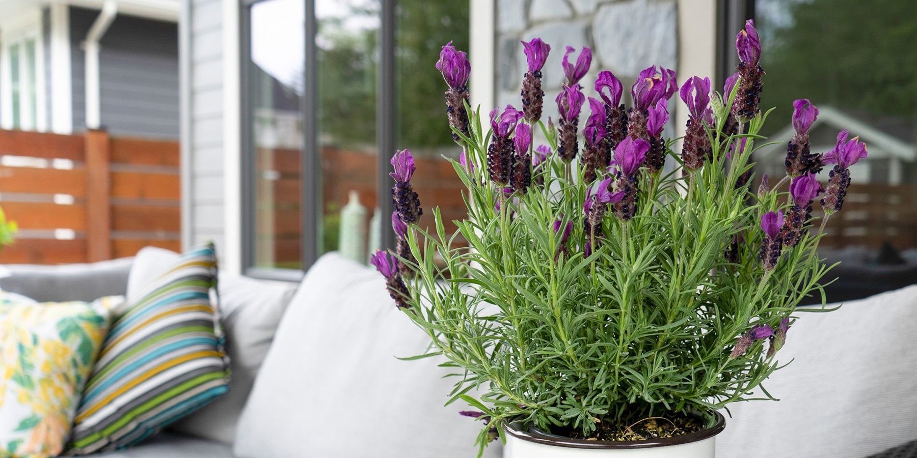 The Nuances of Lavenders