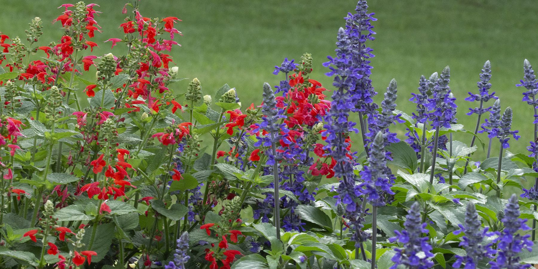 The Glorious Stages of Salvia