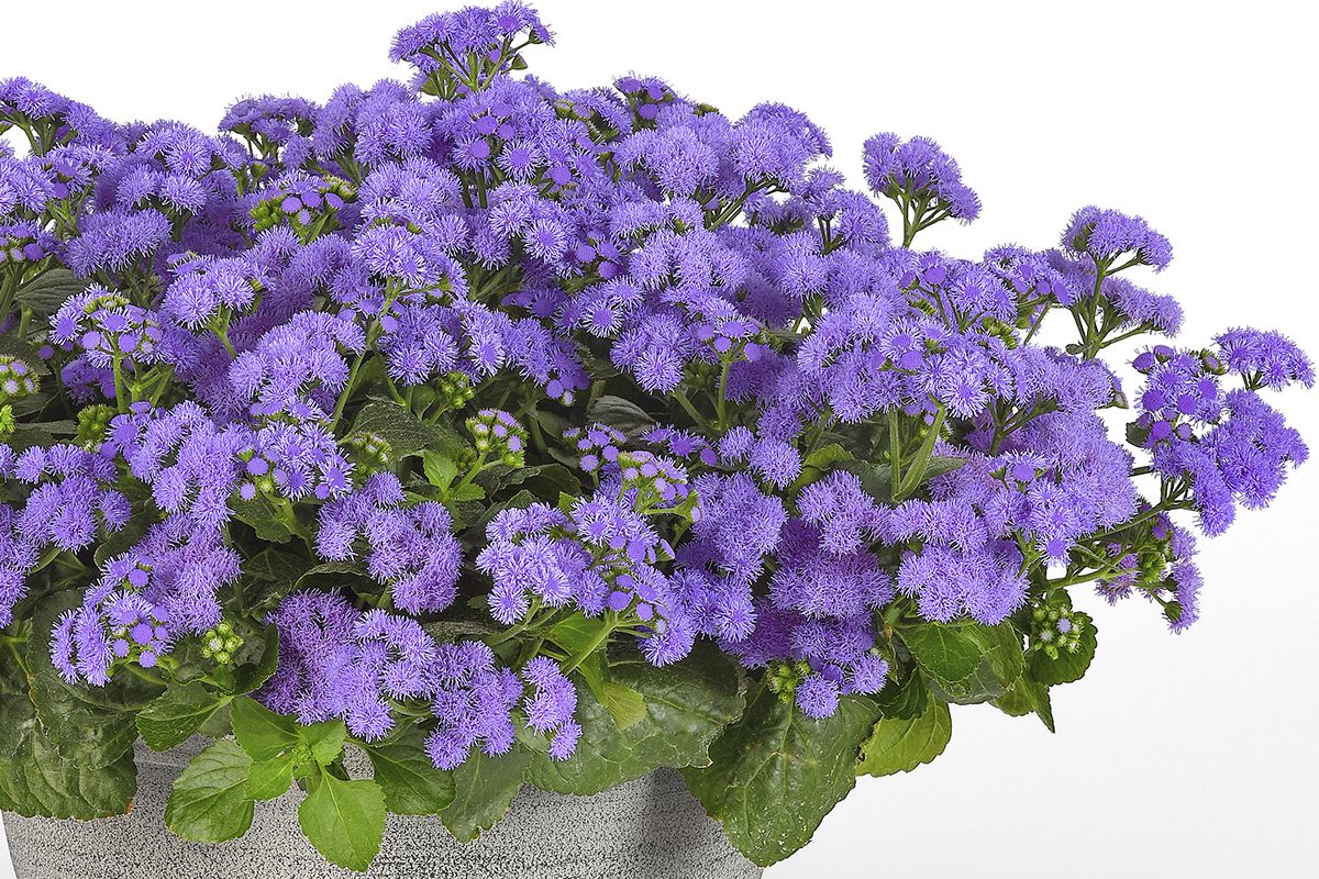 The Pollinator Ageratum